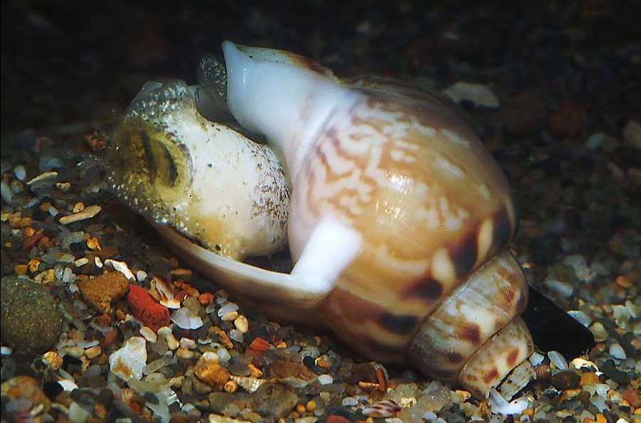 Nassarius mutabilis